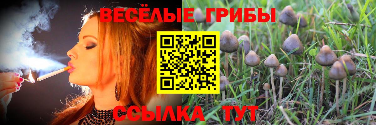 Галлюциногенные грибы Psilocybine cubensis Ирбит